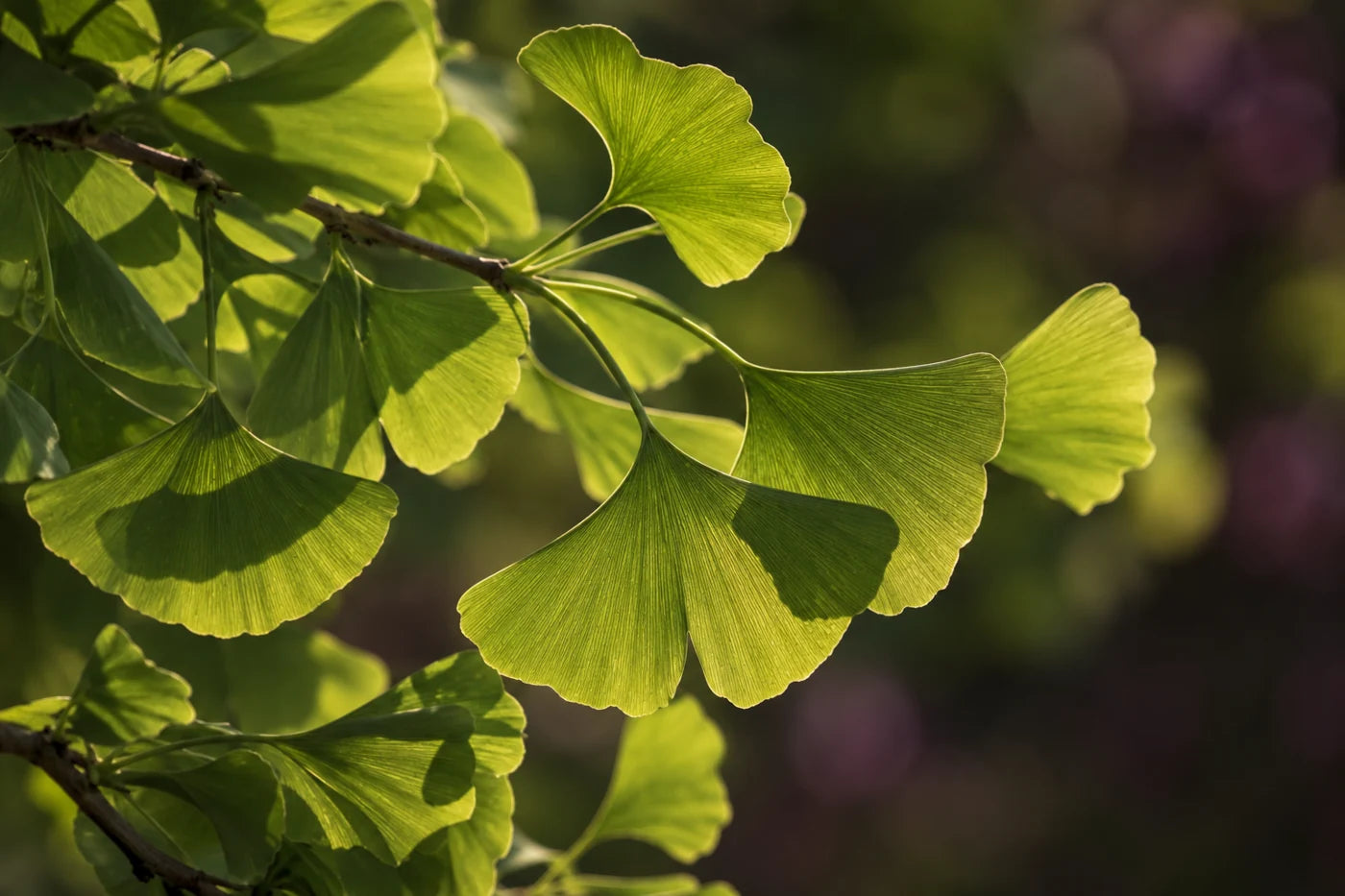 Flavonoides — Ginkgo biloba