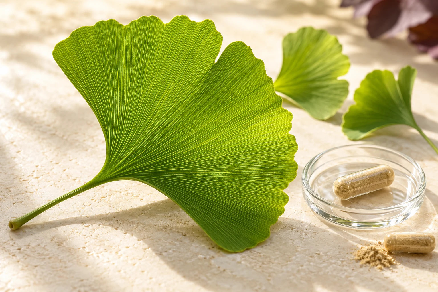 Extracto de hojas — Ginkgo biloba